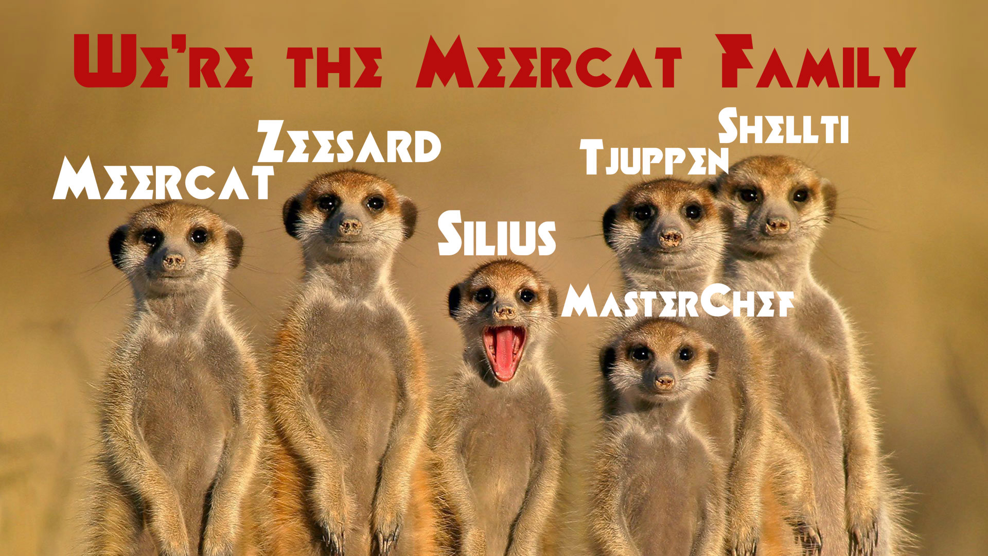 Meerkat-family.jpg